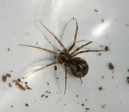 Lepthyphantes minutus - photo 3