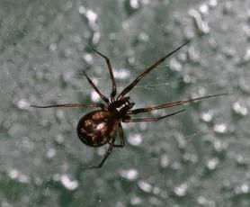 Lepthyphantes minutus - photo 4