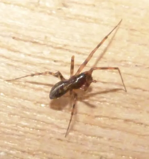 Lepthyphantes minutus - photo 5