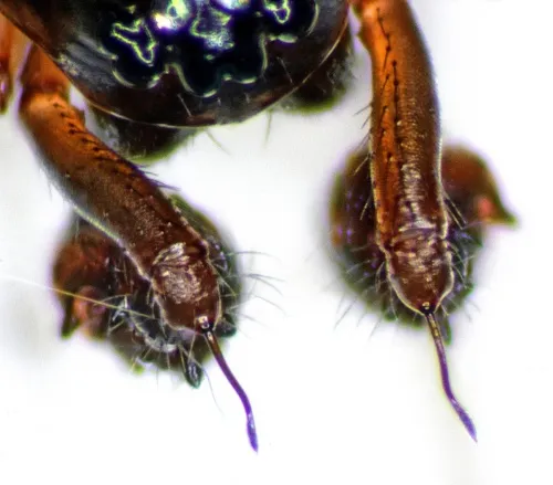 Lepthyphantes minutus - photo 6