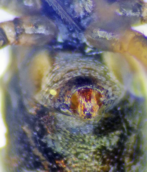 Lepthyphantes minutus - photo 7