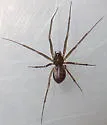Lepthyphantes turbatrix