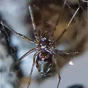 Lepthyphantes turbatrix - photo 2