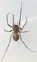 Lepthyphantes turbatrix - photo 3