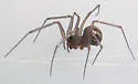 Lepthyphantes turbatrix - photo 4