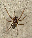 Lepthyphantes turbatrix - photo 5