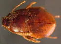 Beaver Nest Beetle - Leptinillus validus