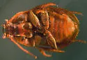 Beaver Nest Beetle - photo 2