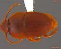 Beaver Nest Beetle - photo 3