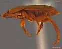 Beaver Nest Beetle - photo 4