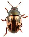 Leptinotarsa collinsi - photo 5