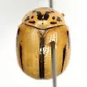Leptinotarsa defecta - Leptinotarsa defecta