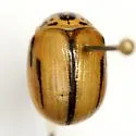 Leptinotarsa defecta - photo 2