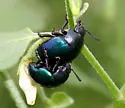 Leptinotarsa haldemani