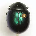 Leptinotarsa haldemani - photo 3