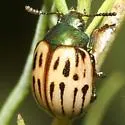 Leptinotarsa lineolata - photo 2