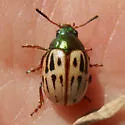 Leptinotarsa lineolata - photo 3
