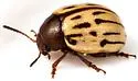 Leptinotarsa lineolata - photo 5