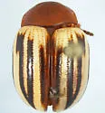 Leptinotarsa peninsularis