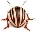 Leptinotarsa peninsularis - photo 4