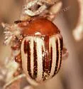 Leptinotarsa peninsularis - photo 5
