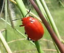 Reddish Potato Beetle