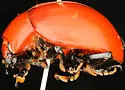 Reddish Potato Beetle - photo 2