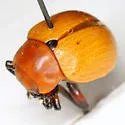 Reddish Potato Beetle - photo 3