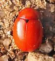 Reddish Potato Beetle - photo 4