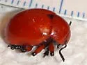 Reddish Potato Beetle - photo 5