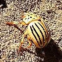 Texas Potato Beetle