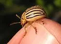 Texas Potato Beetle - photo 2