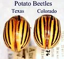 Texas Potato Beetle - photo 3
