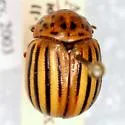 Texas Potato Beetle - photo 4
