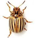 Texas Potato Beetle - photo 5