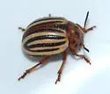 Leptinotarsa tumamoca