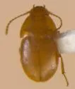Leptinus americanus