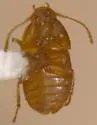 Leptinus americanus - photo 2