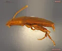 Leptinus occidentamericanus - photo 2