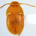 Leptinus orientamericanus