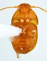 Leptinus orientamericanus - photo 2