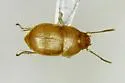 Leptinus orientamericanus - photo 3