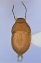 Leptinus orientamericanus - photo 4