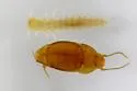 Leptinus orientamericanus - photo 5