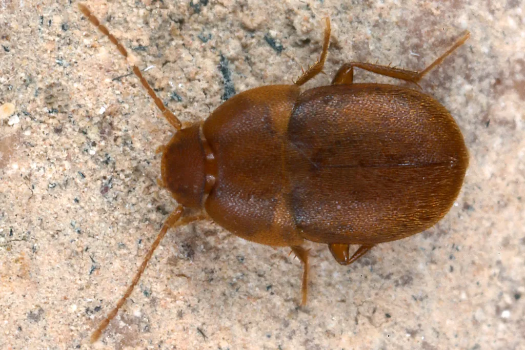Leptinus testaceus - photo 2