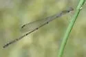 Lucifer Swampdamsel - Leptobasis lucifer