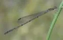 Lucifer Swampdamsel - photo 2