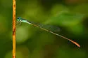 Lucifer Swampdamsel - photo 4