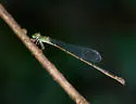 Lucifer Swampdamsel - photo 5