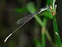 Cream-tipped Swampdamsel